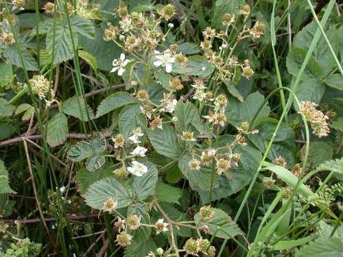 Pennine bramble (Rubus accrescens)