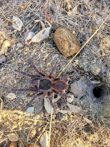 Natal Brown Birdeater