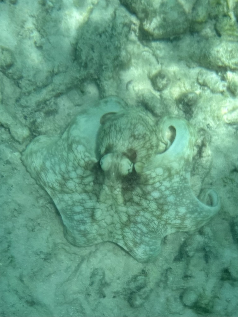 Brazilian Reef Octopus