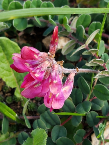 Hedysarum kumaonense