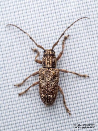 Pterolophia parabaiensis