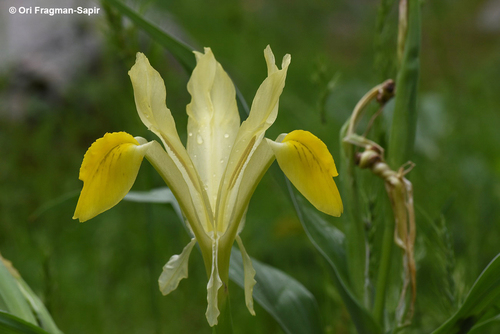 Bukhara Iris (Iris bucharica)