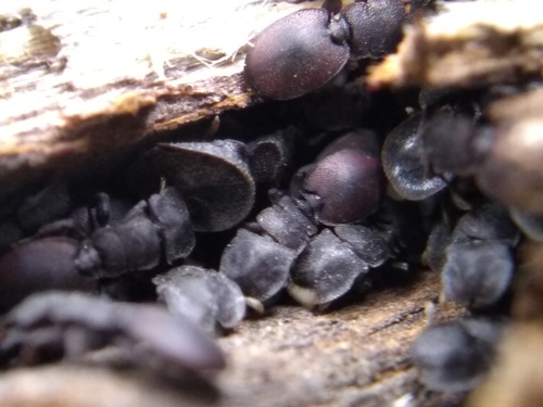 Cephalotes patellarisCephalotes patellaris