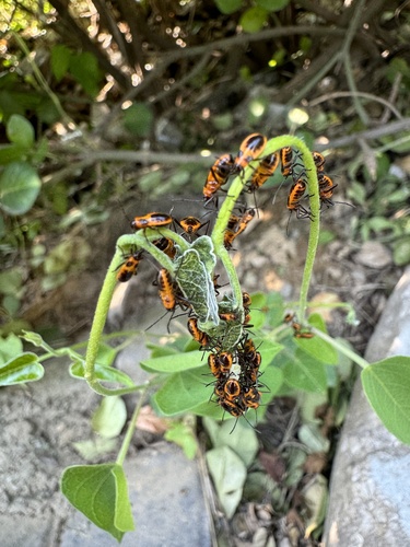Tropidothorax sinensis