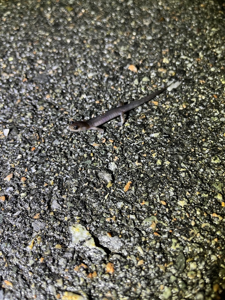 Woodland Salamanders in August 2024 by Arlo Thomas · iNaturalist