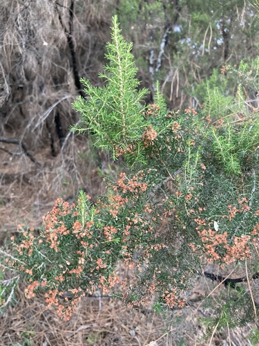 Avistamiento Erica arborea