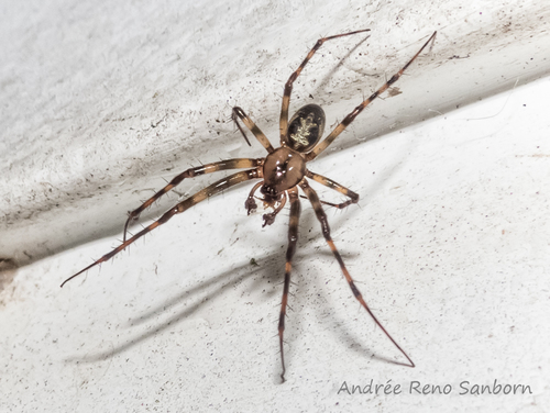 Eastern Cave Long-jawed Spider