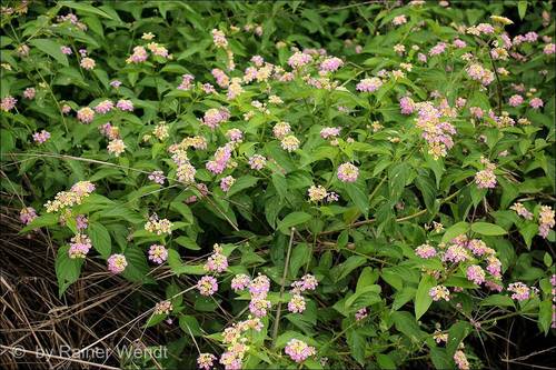 common lantana