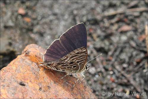 Forest Hairtail