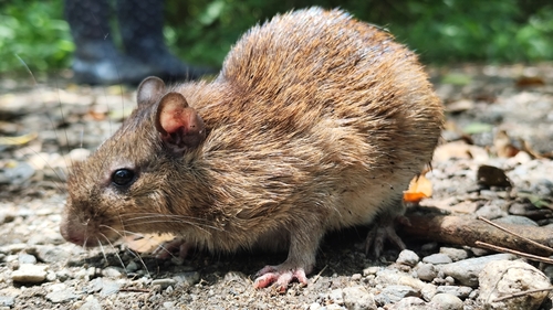 Gray-footed Spiny Rat (Proechimys guairae) — Least Concern Mammalia