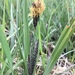 Carex nebrascensis - Photo (c) Michael Lohr, todos los derechos reservados, subido por Michael Lohr