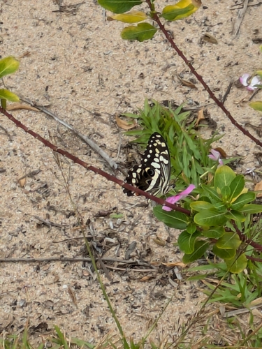 Citrus Swallowtail