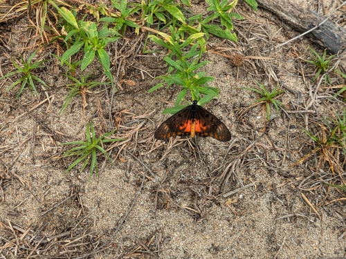 Large Spotted Acraea