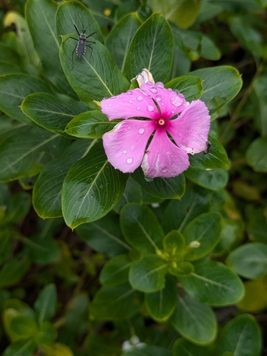 Madagascar Periwinkle