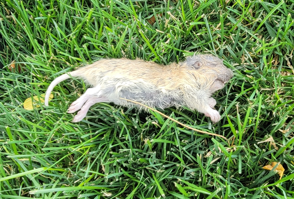 Botta's Pocket Gopher in August 2024 by Lane Nielson · iNaturalist