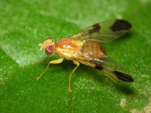 Hemp-agrimony Leafminer (Trypeta zoe) · iNaturalist