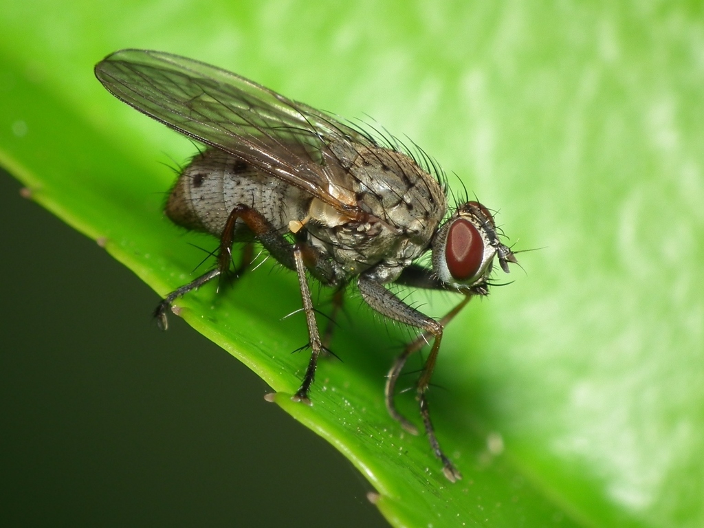 Coenosia tigrina from Barcelos, Portugal on May 21, 2019 at 04:37 PM by ...