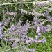 Salvia yangii - Photo (c) Caterina Verde, όλα τα δικαιώματα διατηρούνται, uploaded by Caterina Verde