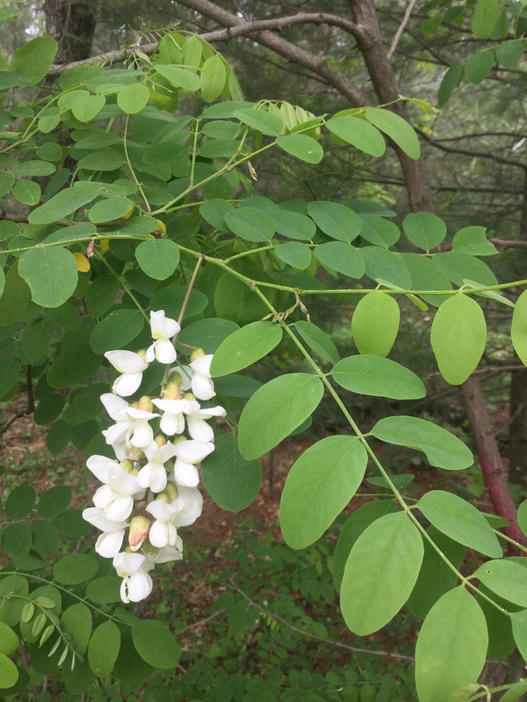 black locust from Necedah Wildlife Management Area, Juneau County, US ...