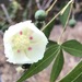 Gossypium thurberi - Photo (c) wooduck，保留所有權利