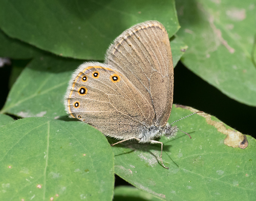 Hayden's Ringlet