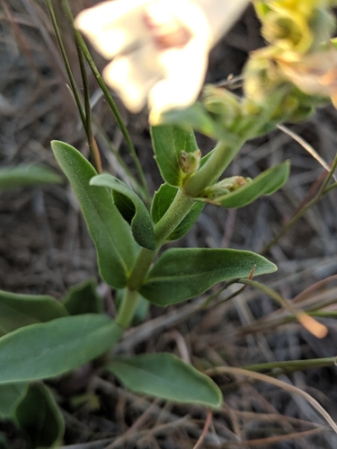 White-flower Beardtongue