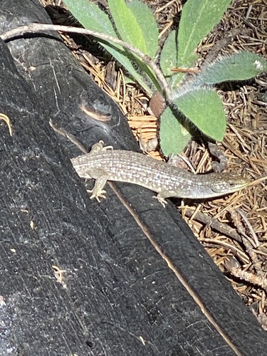 iNaturalist observation photo of Northern Alligator Lizard