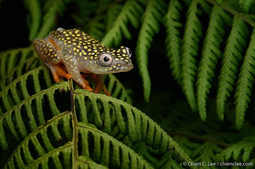 Whitebelly Reed Frog
