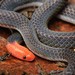 Pink-headed Reed Snake - Photo (c) Chien Lee, all rights reserved, uploaded by Chien Lee