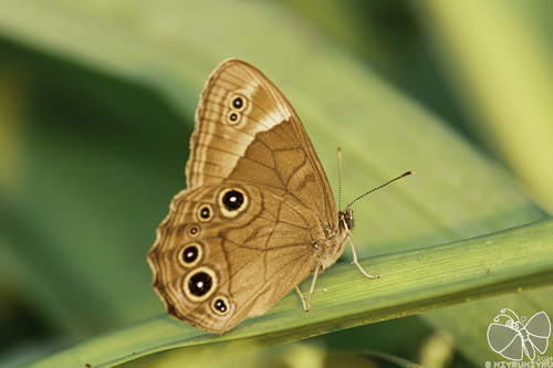 Diana treebrown