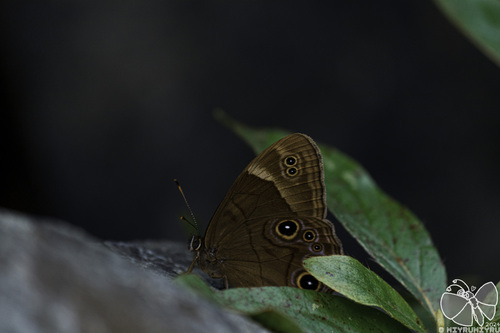 Diana treebrown