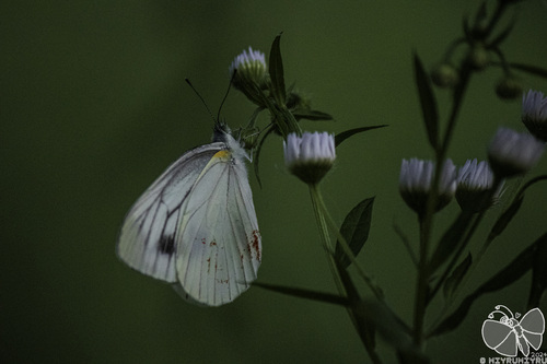 Asian Green-veined White