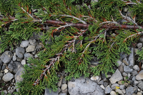 creeping juniper