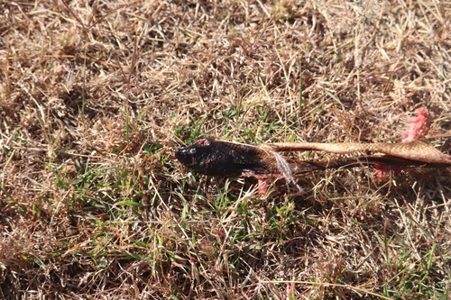 Black-headed Python sighting