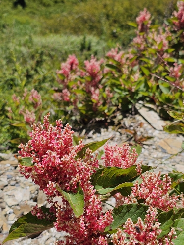 Japoninė reinutrė nuotrauka