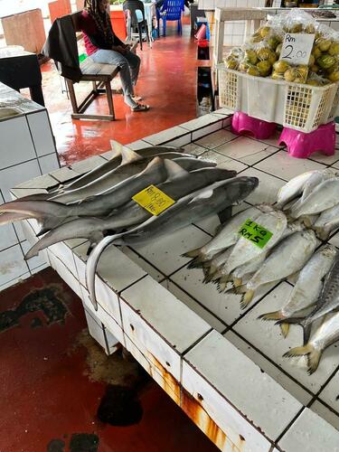 Spot-tail Shark