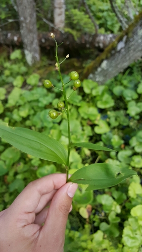 three-leaved false Solomon’s seal