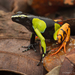 Baron's Mantella - Photo (c) Chien Lee, all rights reserved, uploaded by Chien Lee
