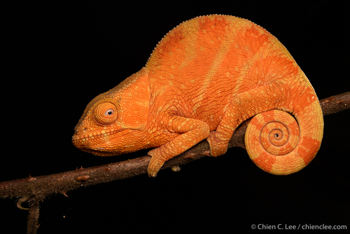 Parson's Chameleon