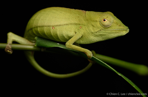 Marojejy Side-striped Chameleon