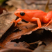 Golden Mantella - Photo (c) Chien Lee, all rights reserved, uploaded by Chien Lee