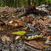 Giant Madagascan Hognose Snake - Photo (c) Chien Lee, all rights reserved, uploaded by Chien Lee