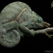 Fork-footed Chameleons - Photo (c) Chien Lee, all rights reserved