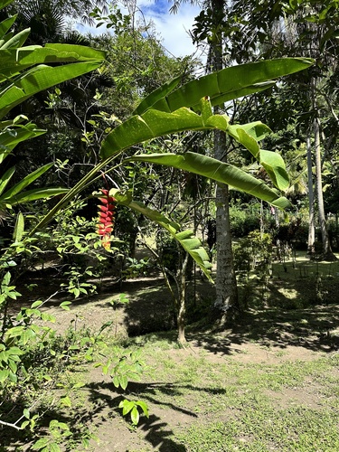 Hanging Lobster Claw Heliconia