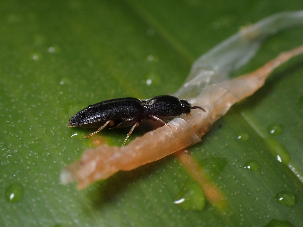 One Winged Insect Winged and Once-winged Insects from Honolulu County, HI, USA on August ...