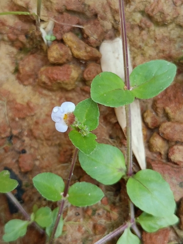 Yamazakia pusilla