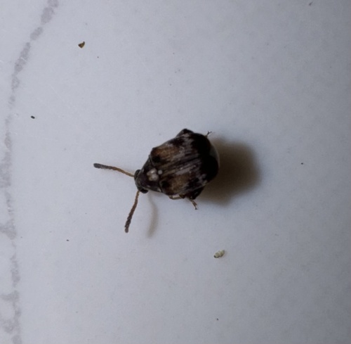 Cowpea Weevil