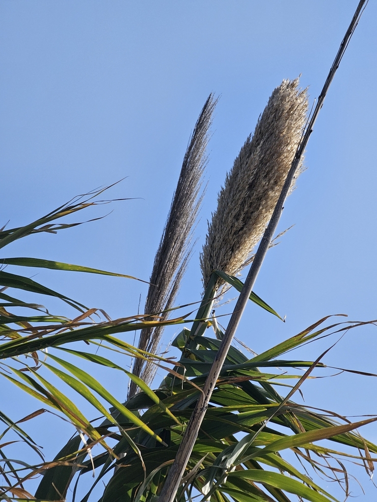 Australian Bush Reed giant reed from Pinkenba QLD, Australia on August 9, 2024 at 02:14 PM ...