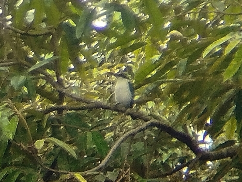 Collared Kingfisher (Eastern)