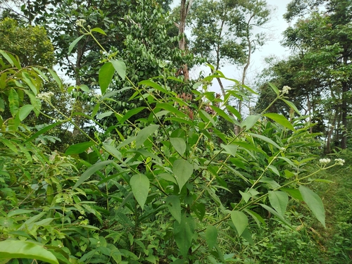 Clibadium surinamense